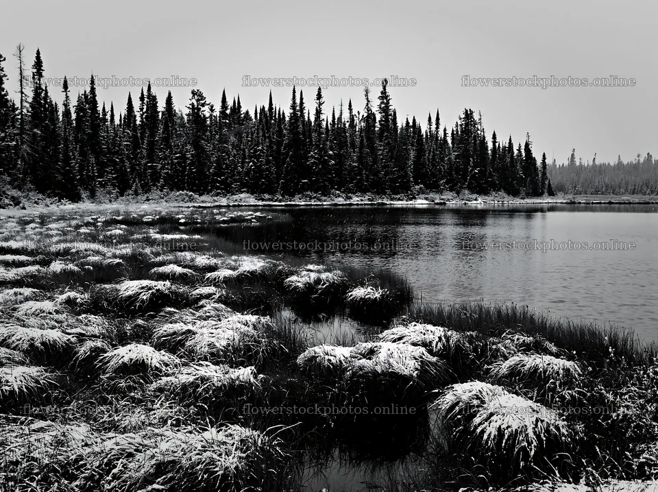 Lakeside meadow after first snowfall in winter landscape – flower stock photos 9174x6866