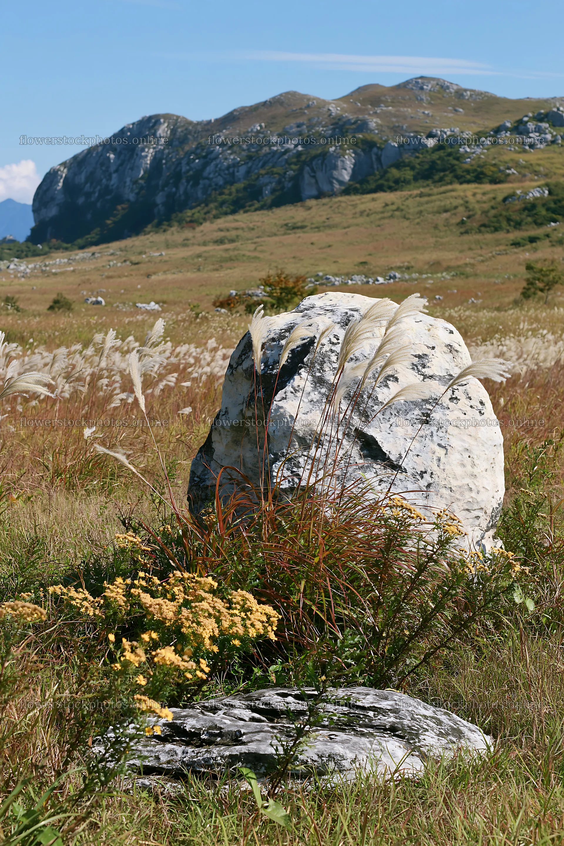 Yamaguchi limestone meadow with pale boulder and grass – flower stock photos 6480x9722