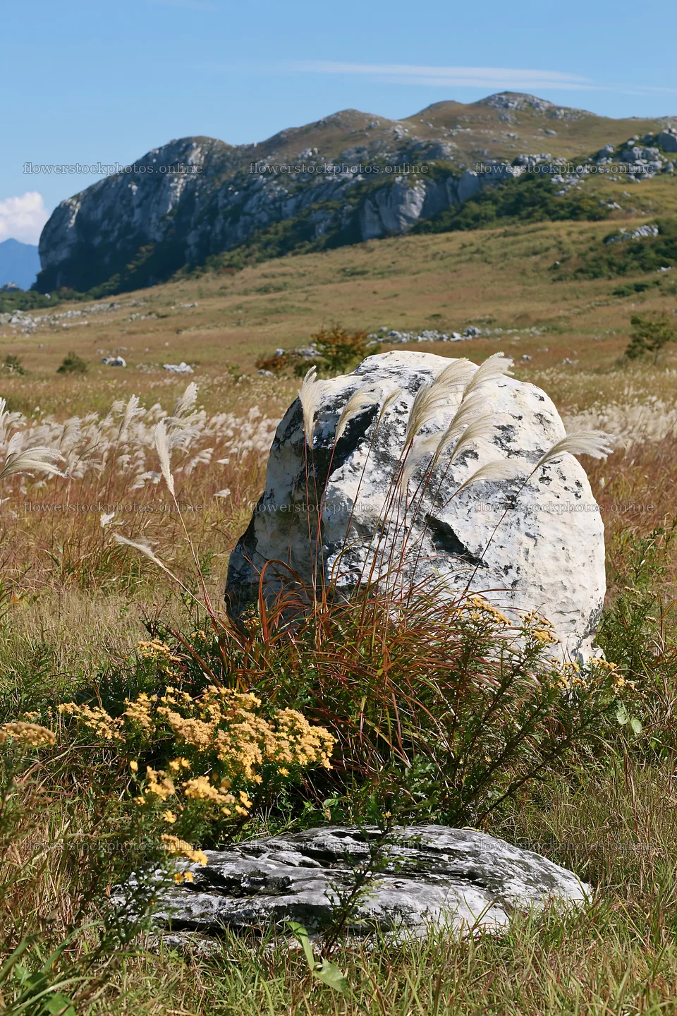 Yamaguchi limestone meadow with pale boulder and grass – flower stock photos 6480x9722