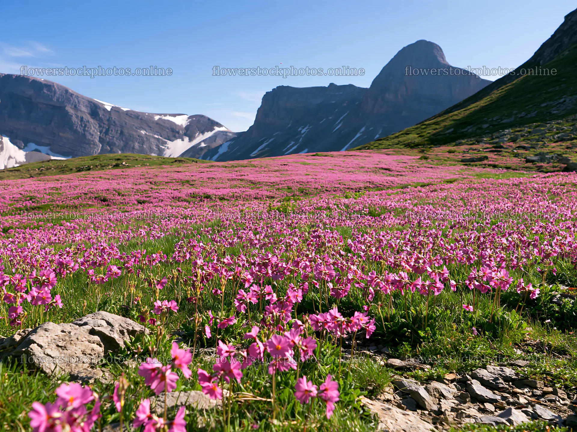 Swiss alpine meadow filled with pink flowers and mountains – flower stock photos 9174x6866