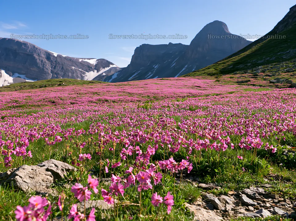 Swiss alpine meadow filled with pink flowers and mountains – flower stock photos 9174x6866
