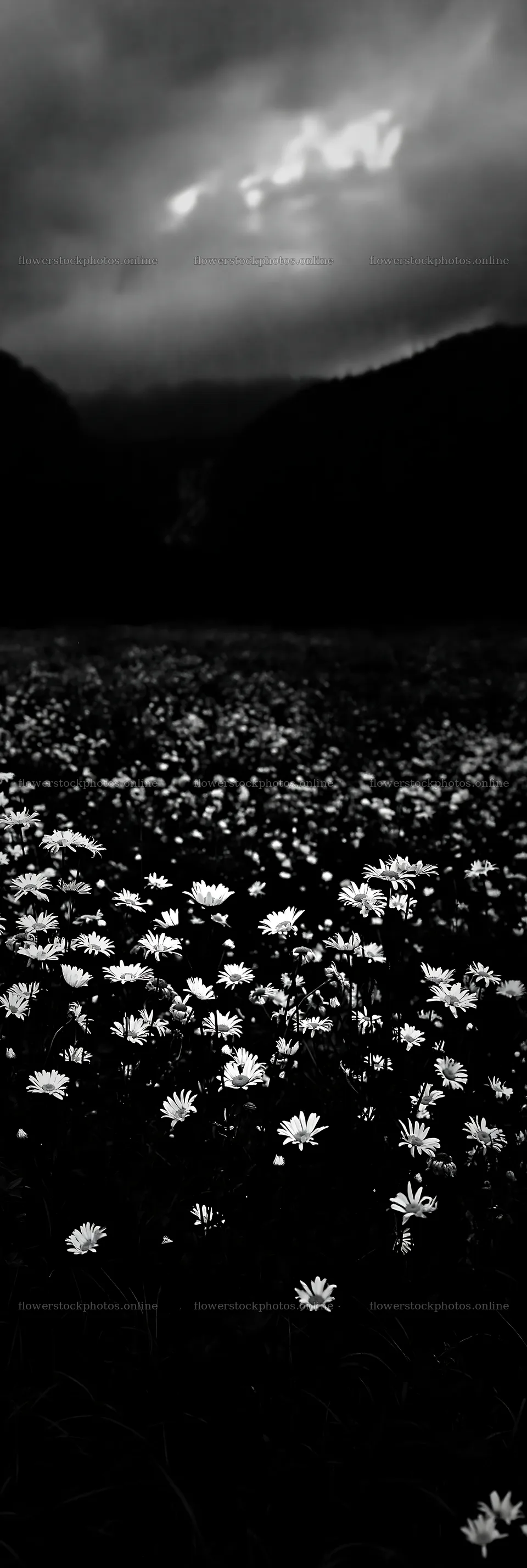 Misty waterfall and flower meadow under dark clouds – flower stock photos 4602x13690