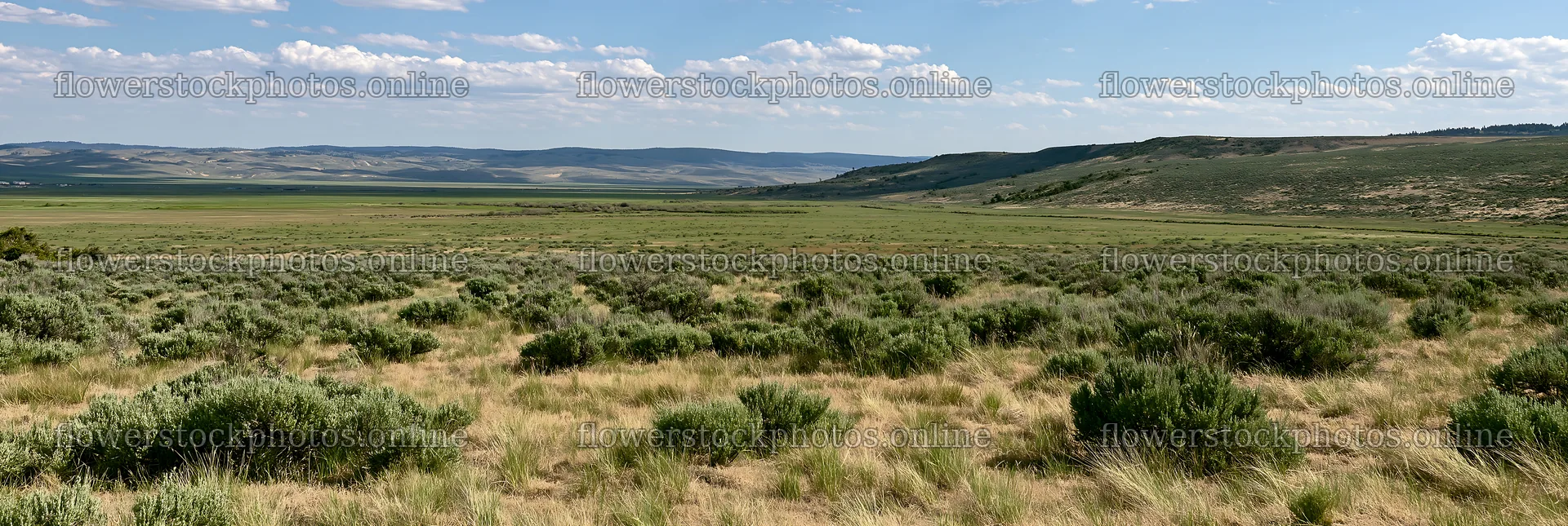 Drought-tolerant meadow with grass and shrubs in open landscape – flower stock photos 13690x4602