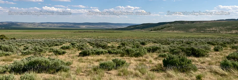 Drought-tolerant meadow with grass and shrubs in open landscape – flower stock photos 13690x4602