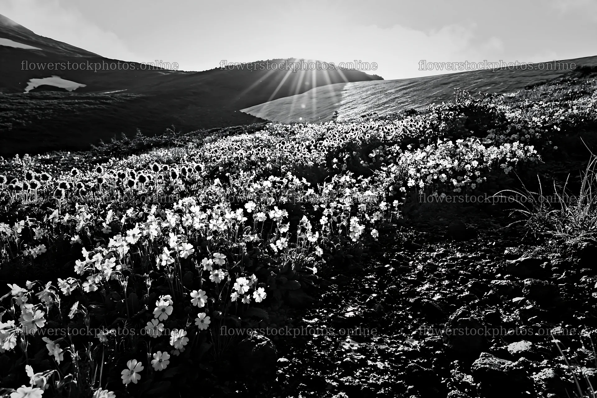 Daisetsuzan alpine meadow light rays shine over blooming flowers – flower stock photos 9722x6480