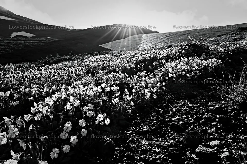 Daisetsuzan alpine meadow light rays shine over blooming flowers – flower stock photos 9722x6480