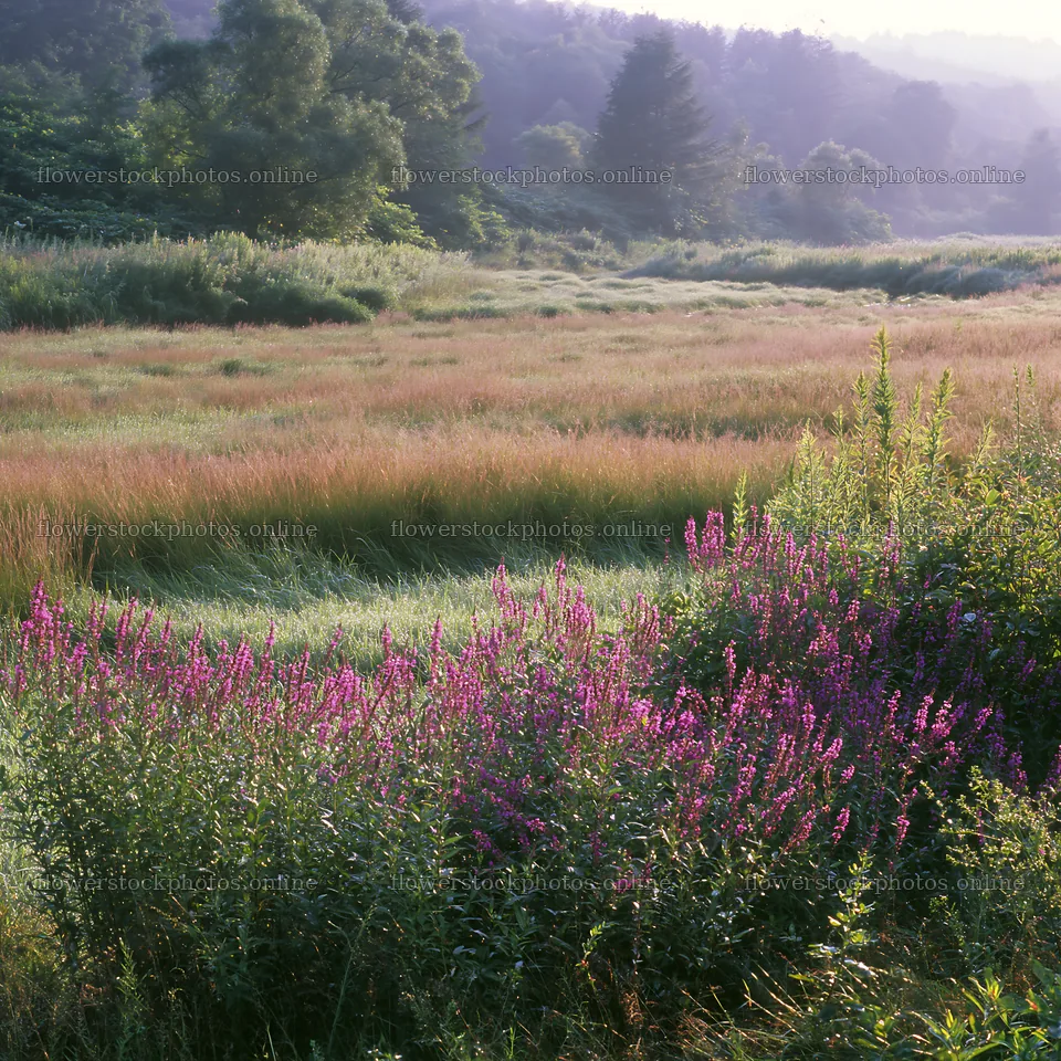 Niigata floodplain restoration meadow dew foreground – flower stock photos 7938x7938
