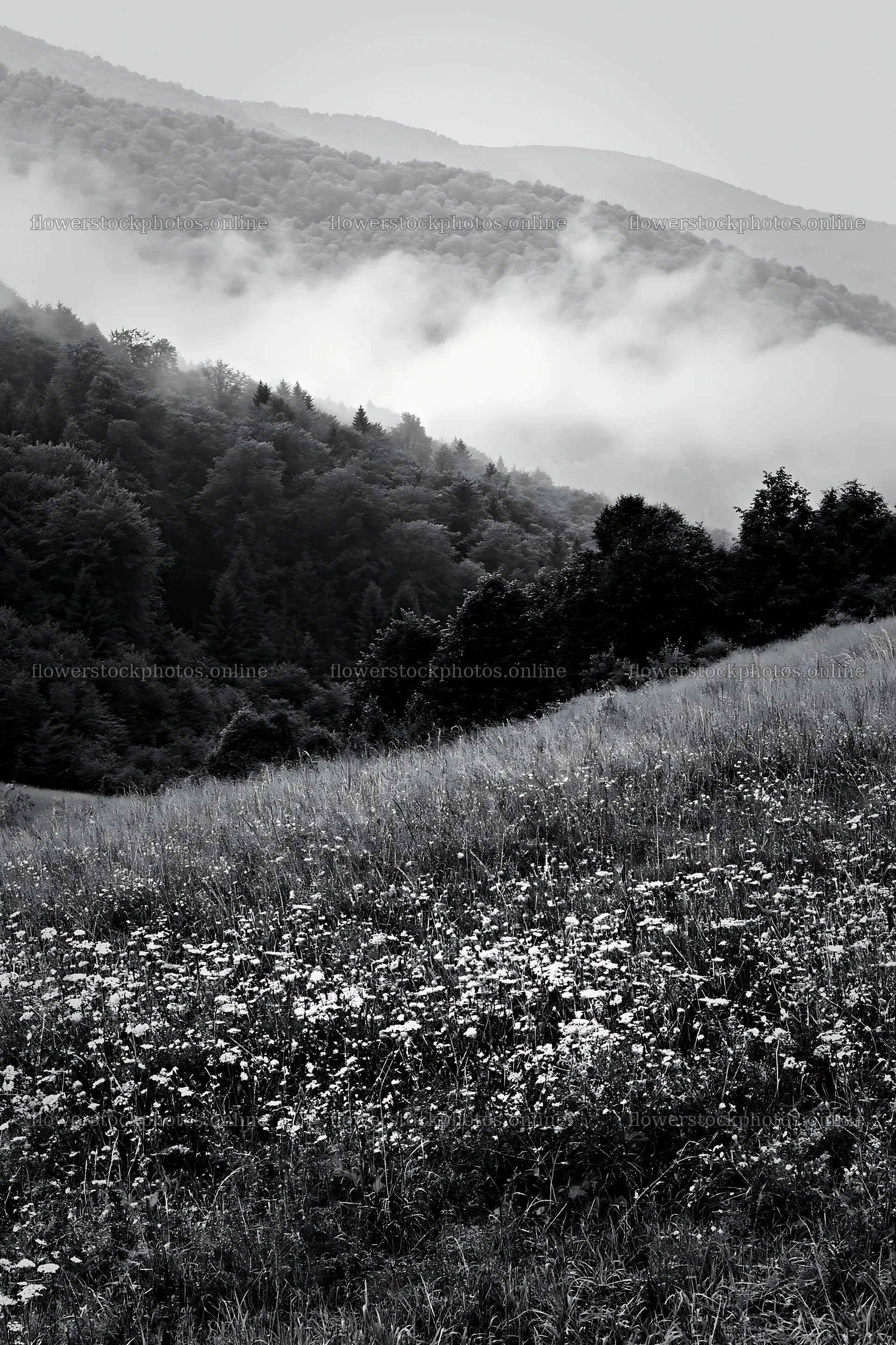 Meadow with seedheads near a forested mountain range – flower stock photos 6480x9722