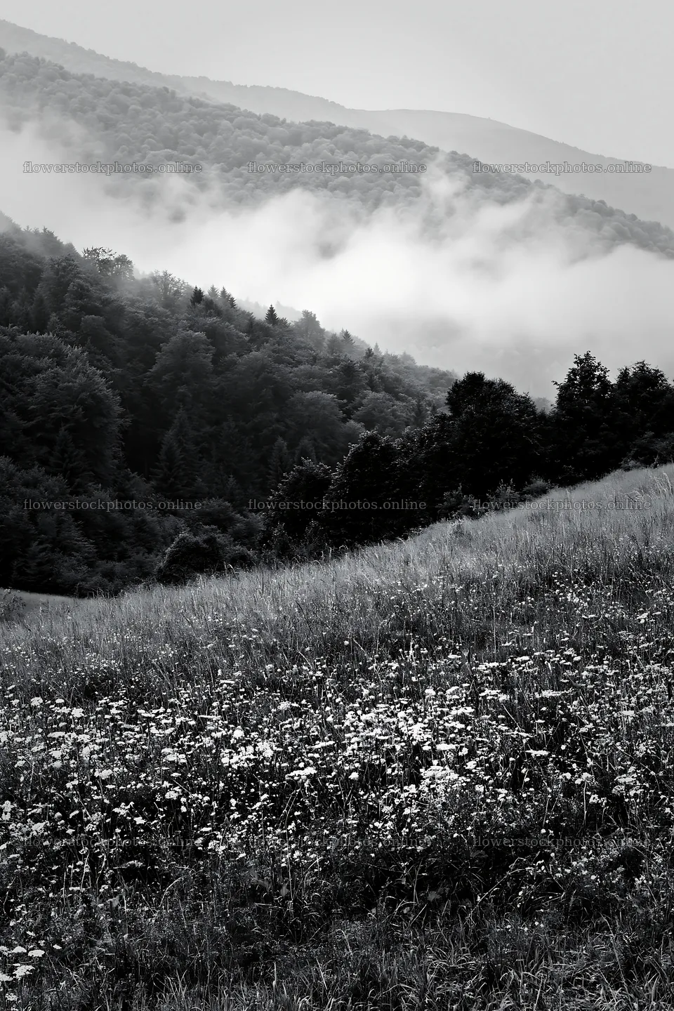 Meadow with seedheads near a forested mountain range – flower stock photos 6480x9722