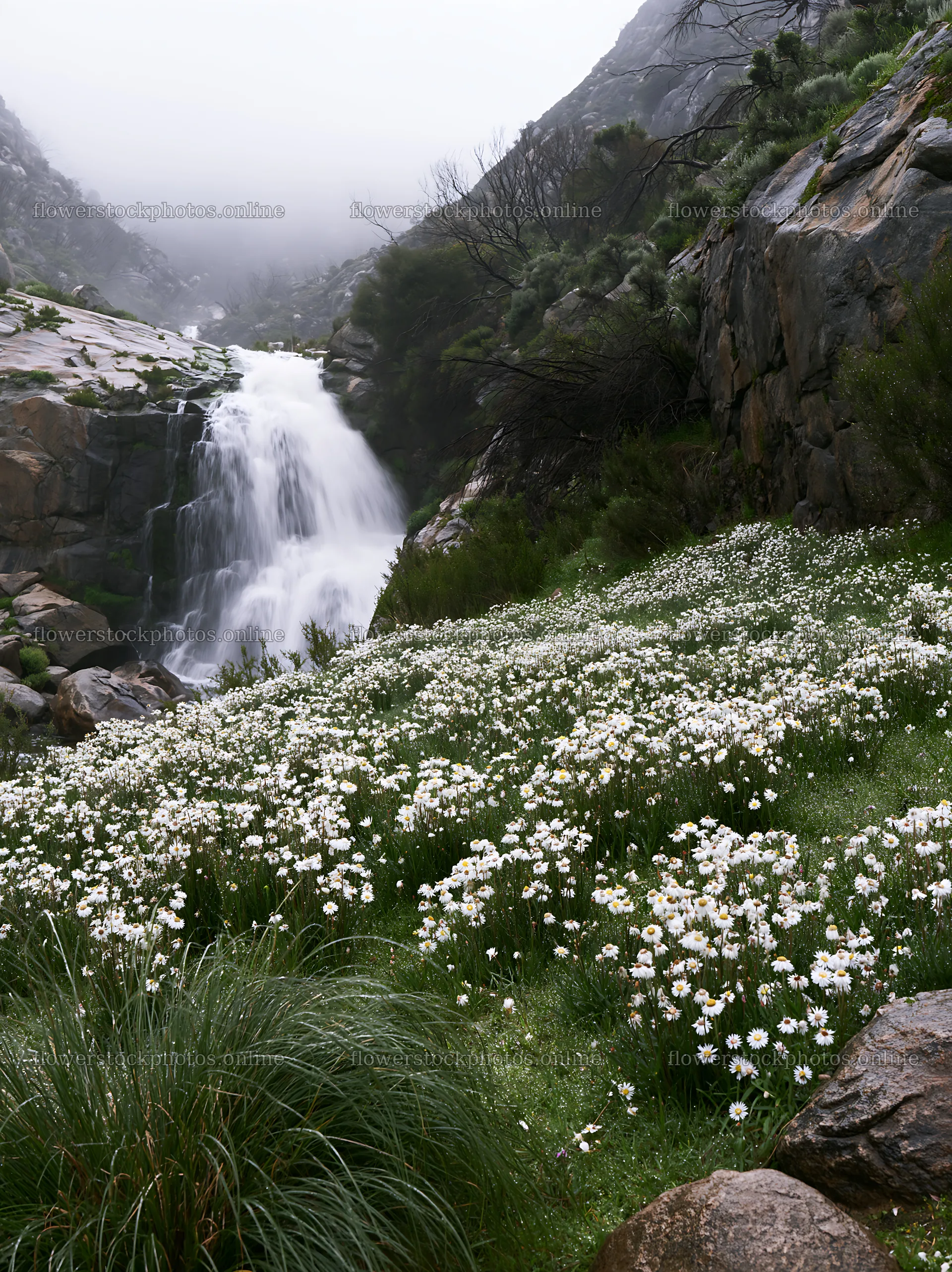 White wildflowers in meadow below a waterfall – flower stock photos 6866x9174