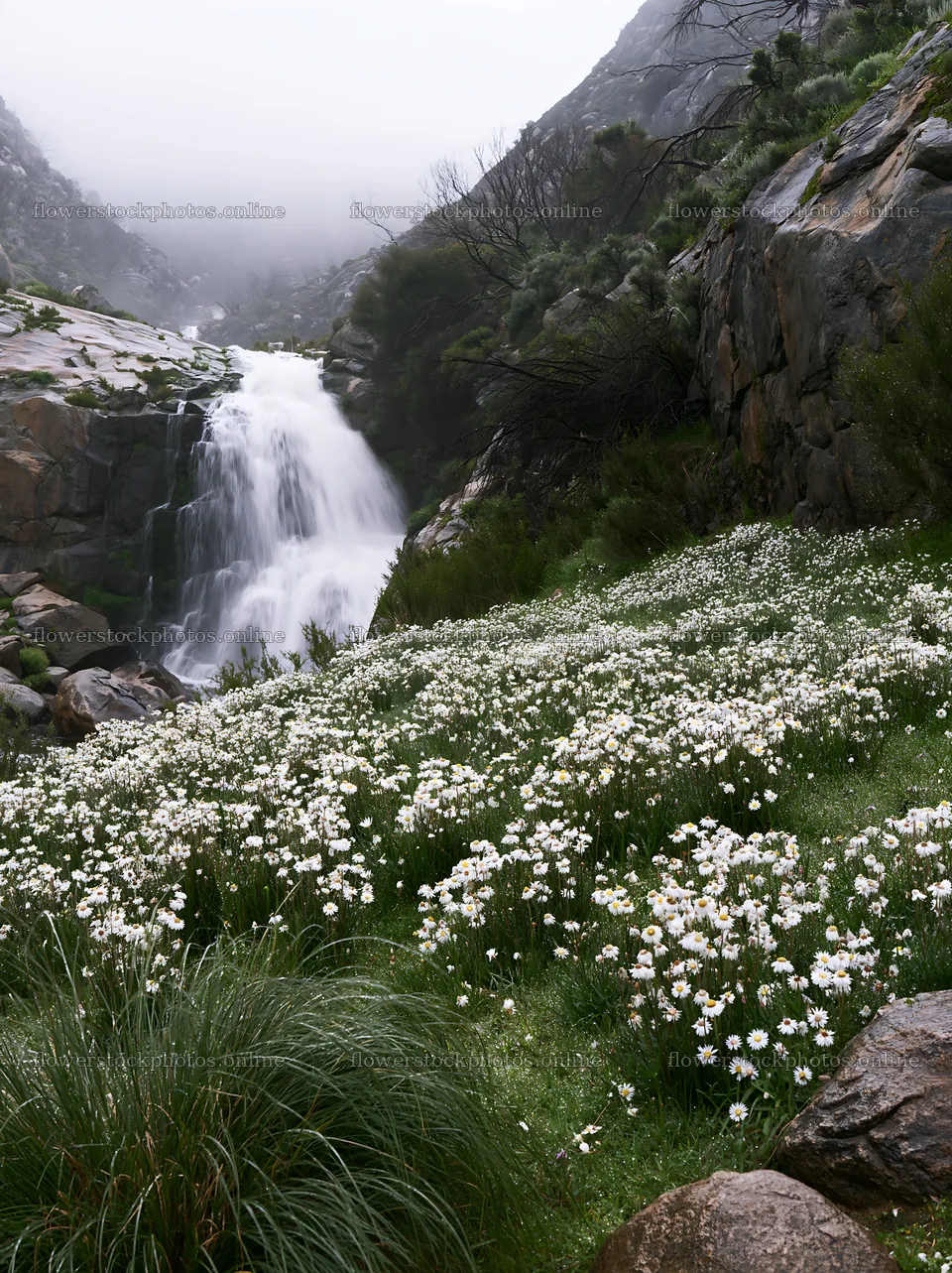 White wildflowers in meadow below a waterfall – flower stock photos 6866x9174