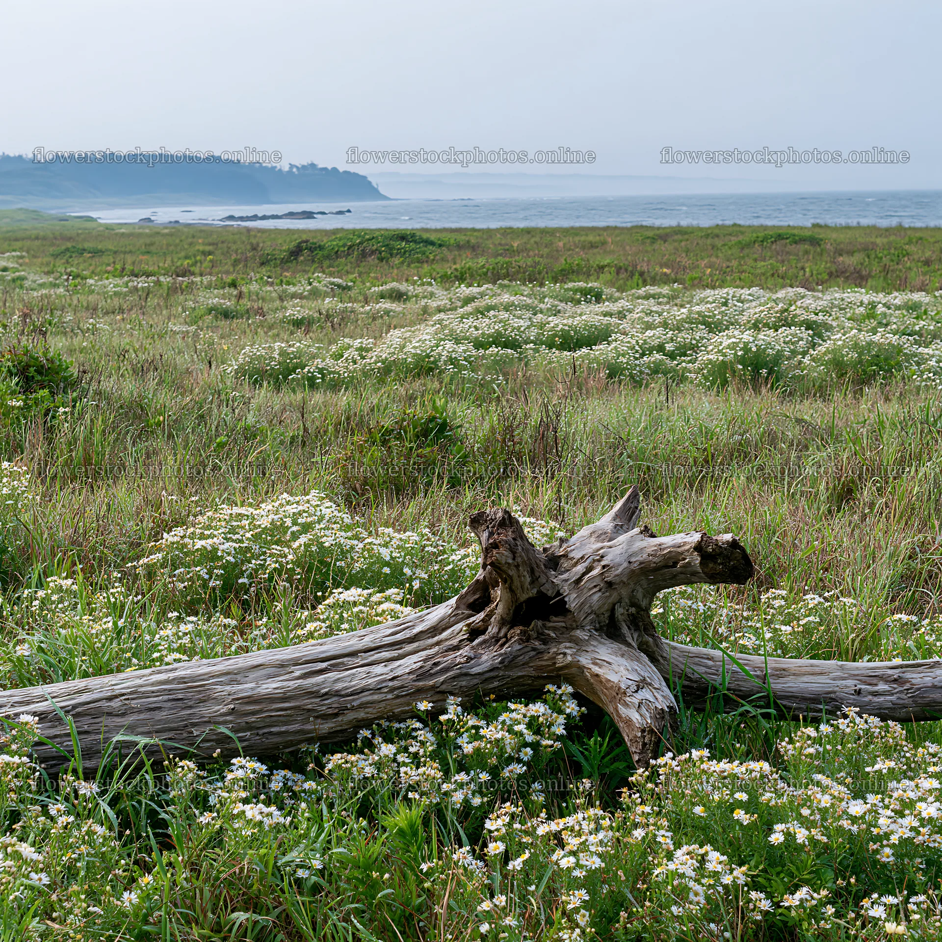 Coastal meadow with driftwood and wildflowers in Chiba – flower stock photos 7938x7938