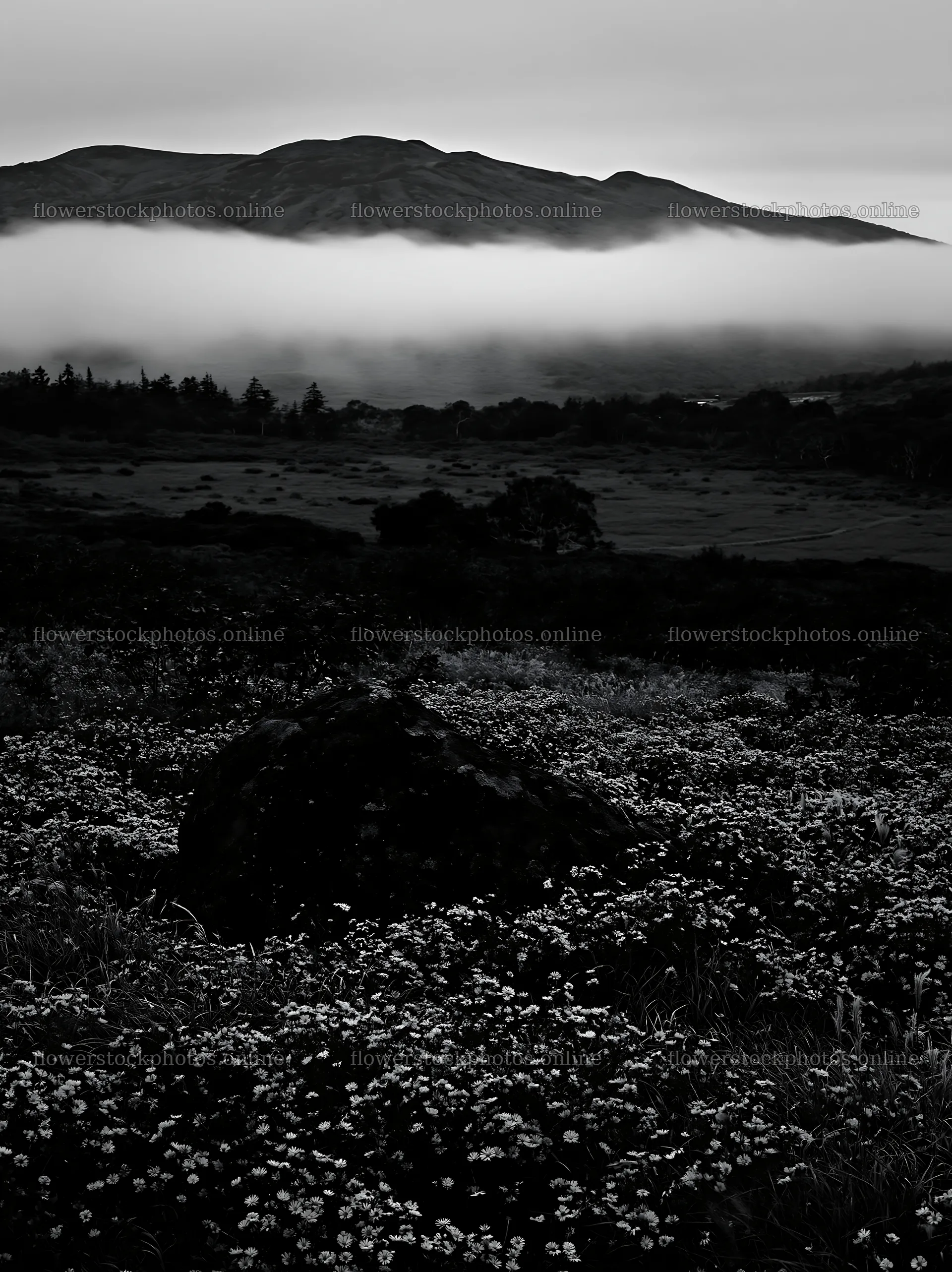 Aomori climate resilient meadow with boulder under cloudy sky – flower stock photos 6866x9174