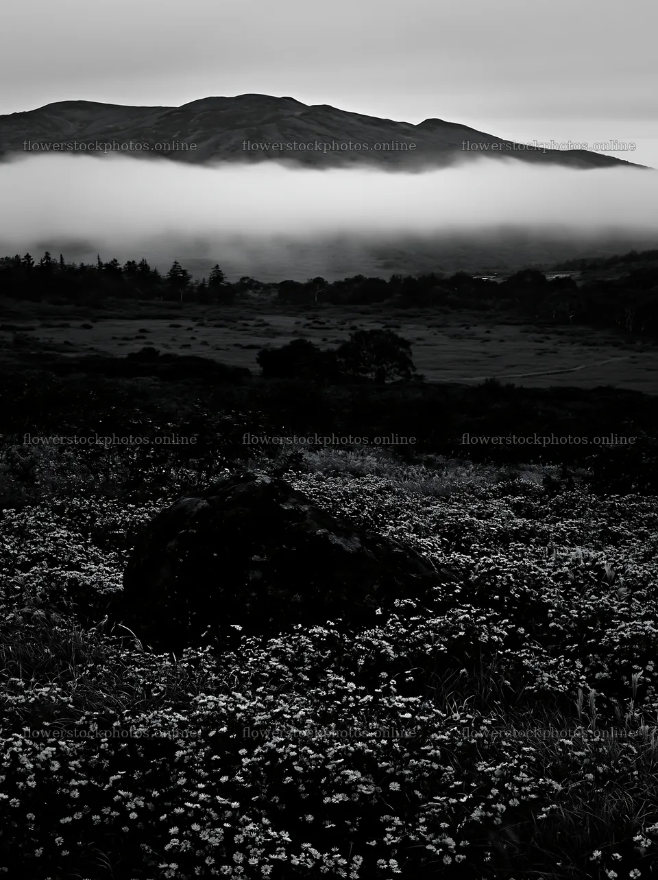 Aomori climate resilient meadow with boulder under cloudy sky – flower stock photos 6866x9174