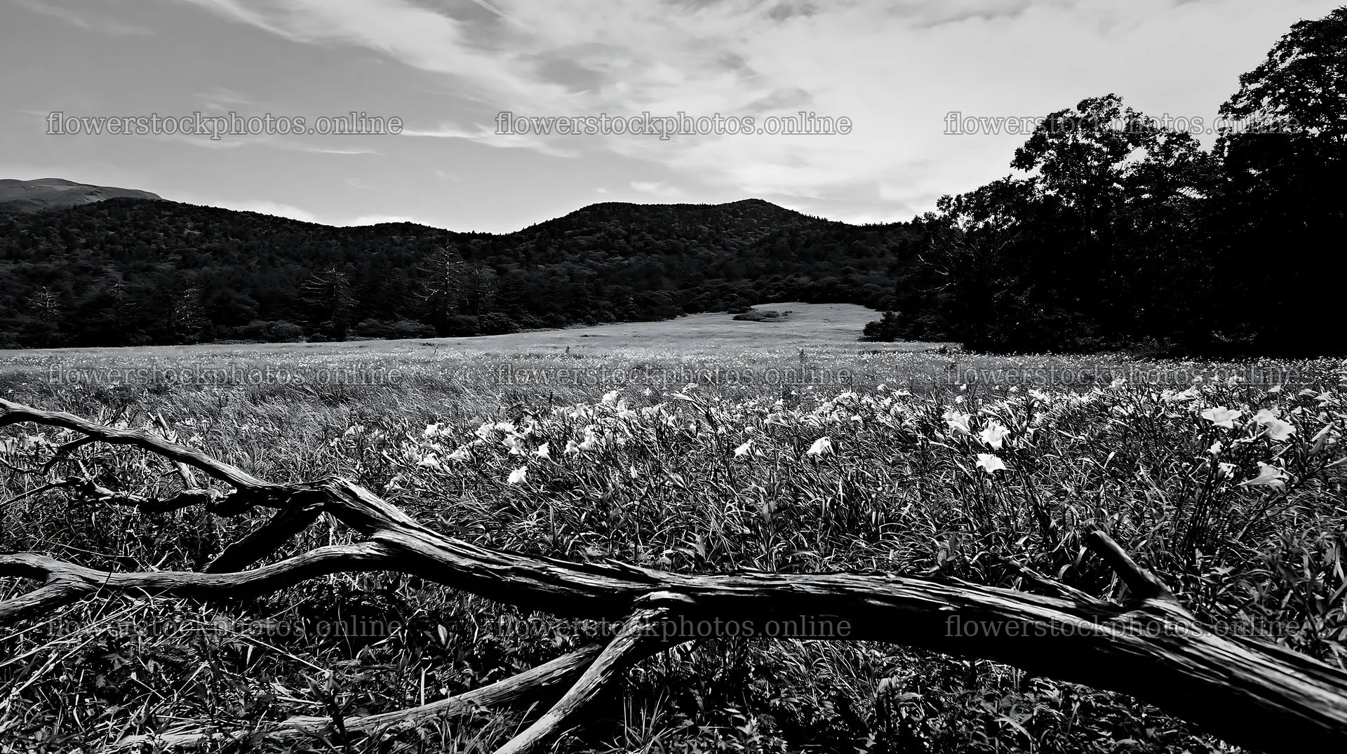Yamagata rewilded meadow fallen branch foreground with yellow flowers – flower stock photos 10608x5938