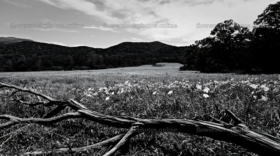 Yamagata rewilded meadow fallen branch foreground with yellow flowers – flower stock photos 10608x5938