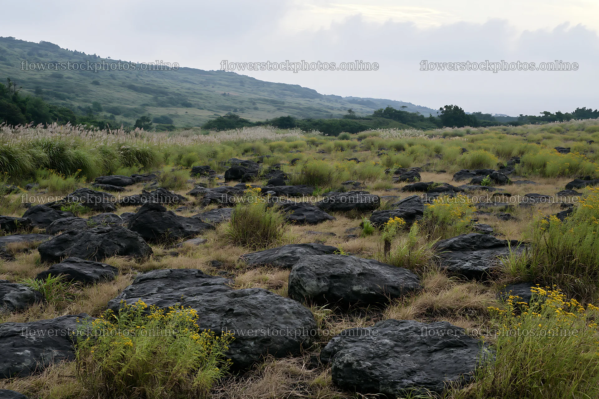Kanagawa heat resilient meadow volcanic stones visible in landscape – flower stock photos 9722x6480