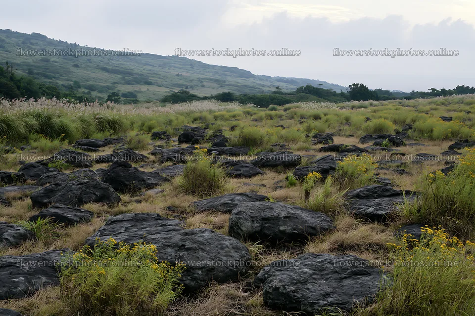 Kanagawa heat resilient meadow volcanic stones visible in landscape – flower stock photos 9722x6480