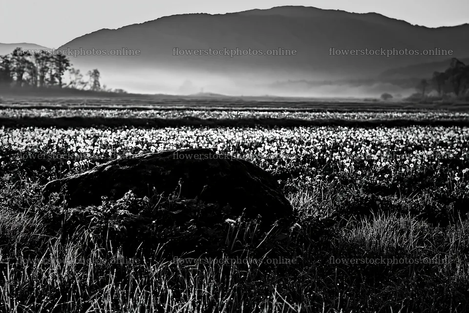 Miyagi spring recovery meadow mossy stone under morning light – flower stock photos 9722x6480