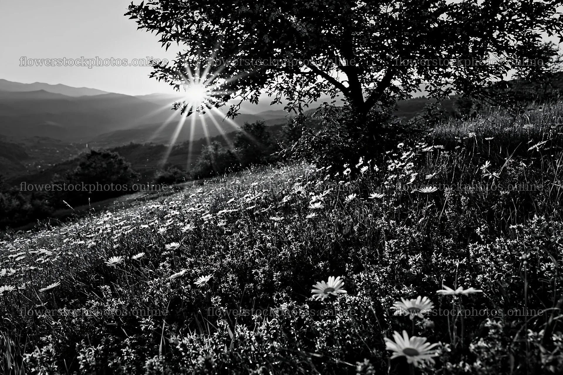Transylvania summer hay meadows under sunset glow – flower stock photos 9722x6480