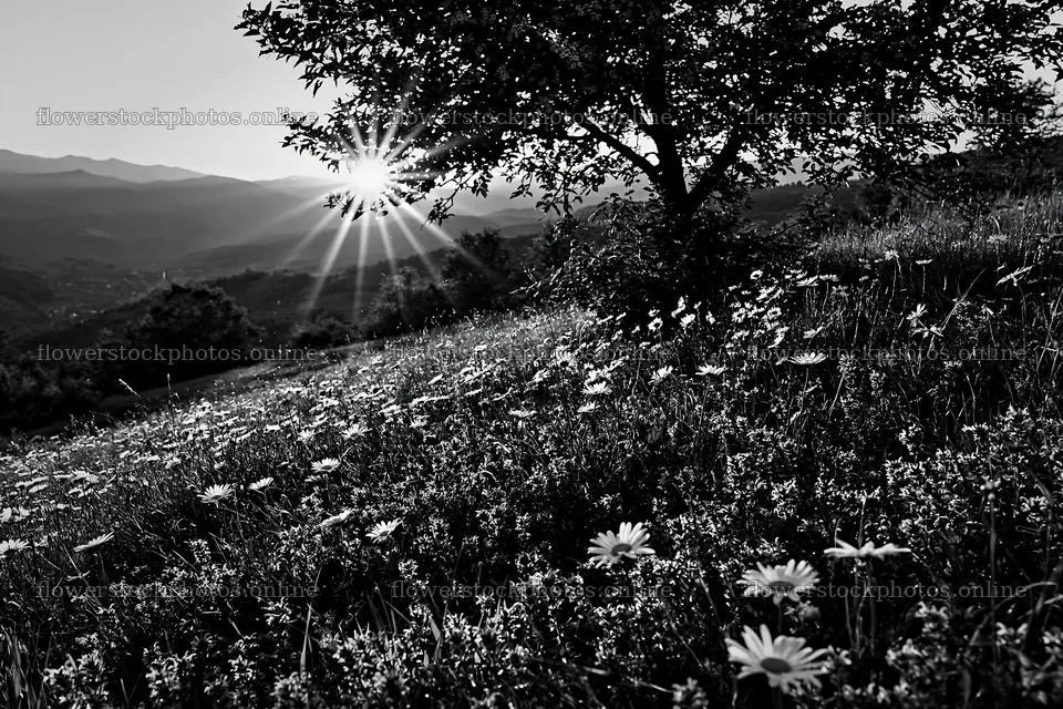 Transylvania summer hay meadows under sunset glow – flower stock photos 9722x6480