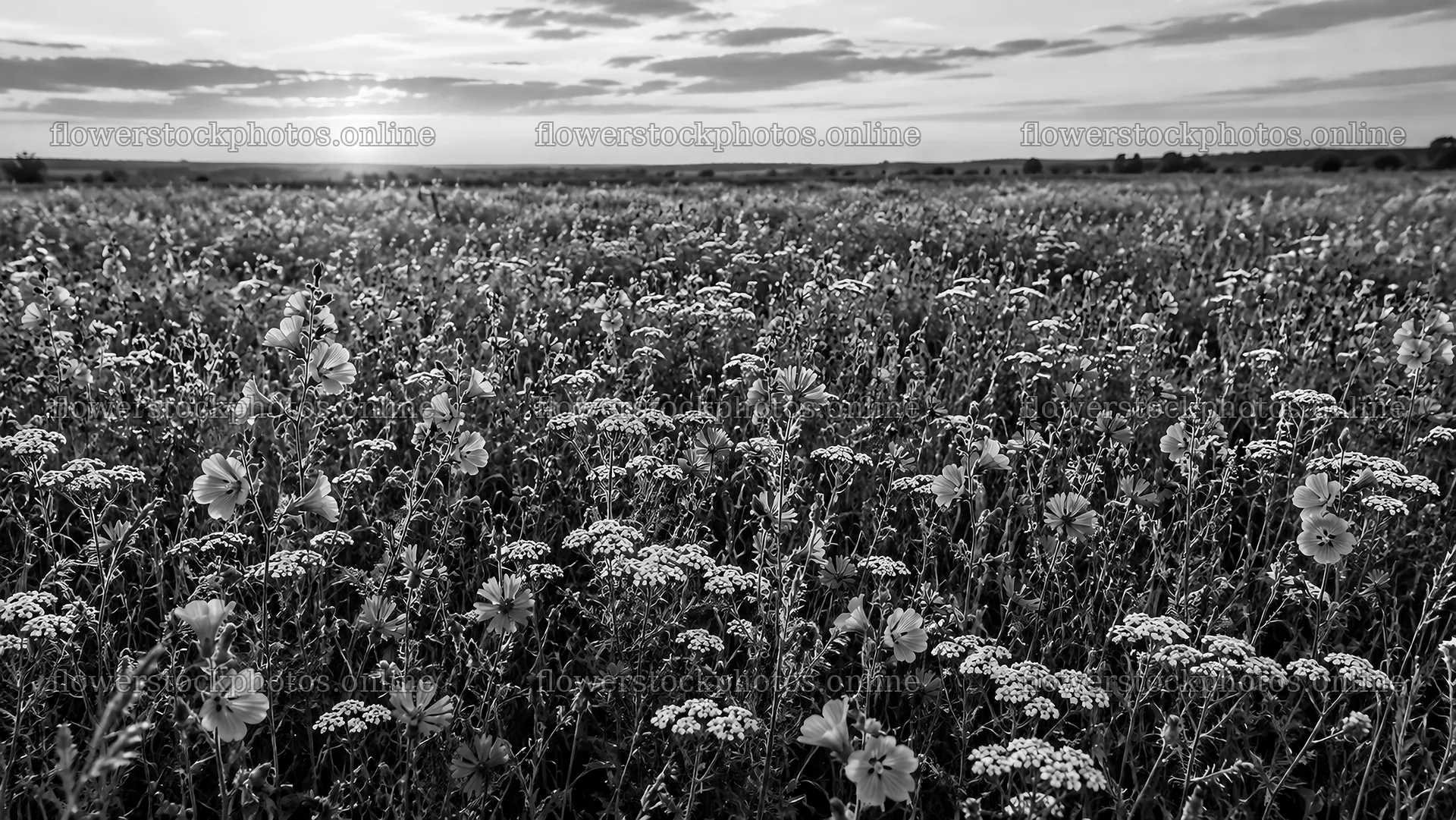 Monochrome Wildflower Meadow Beneath a Clouded Sky – flower stock photos 10324x5812
