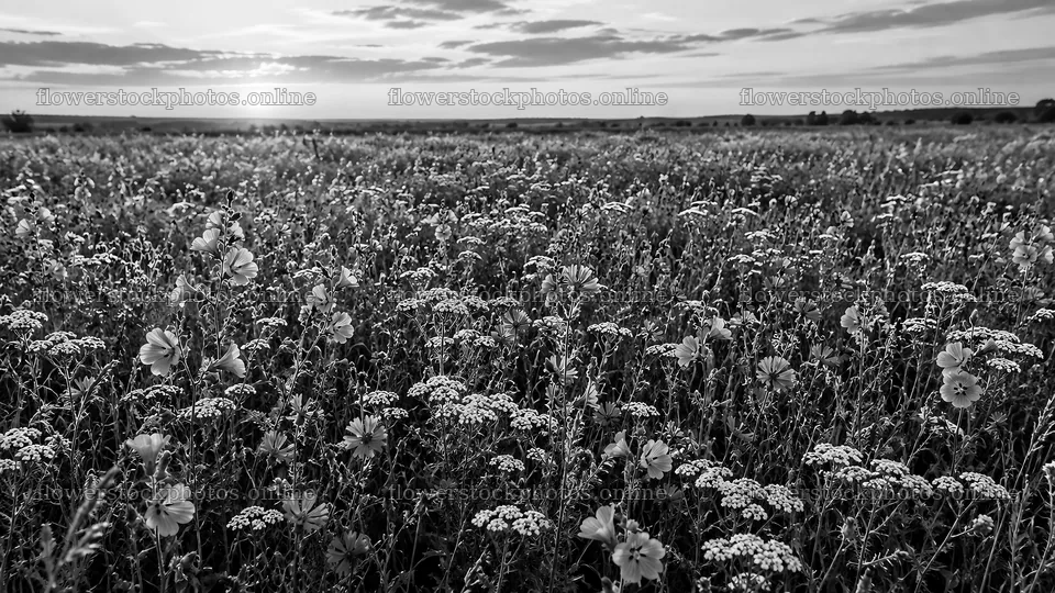 Monochrome Wildflower Meadow Beneath a Clouded Sky – flower stock photos 10324x5812