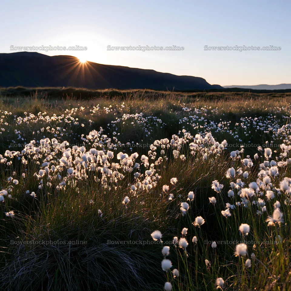 Cottongrass meadow glow at sunset – flower stock photos 7938x7938