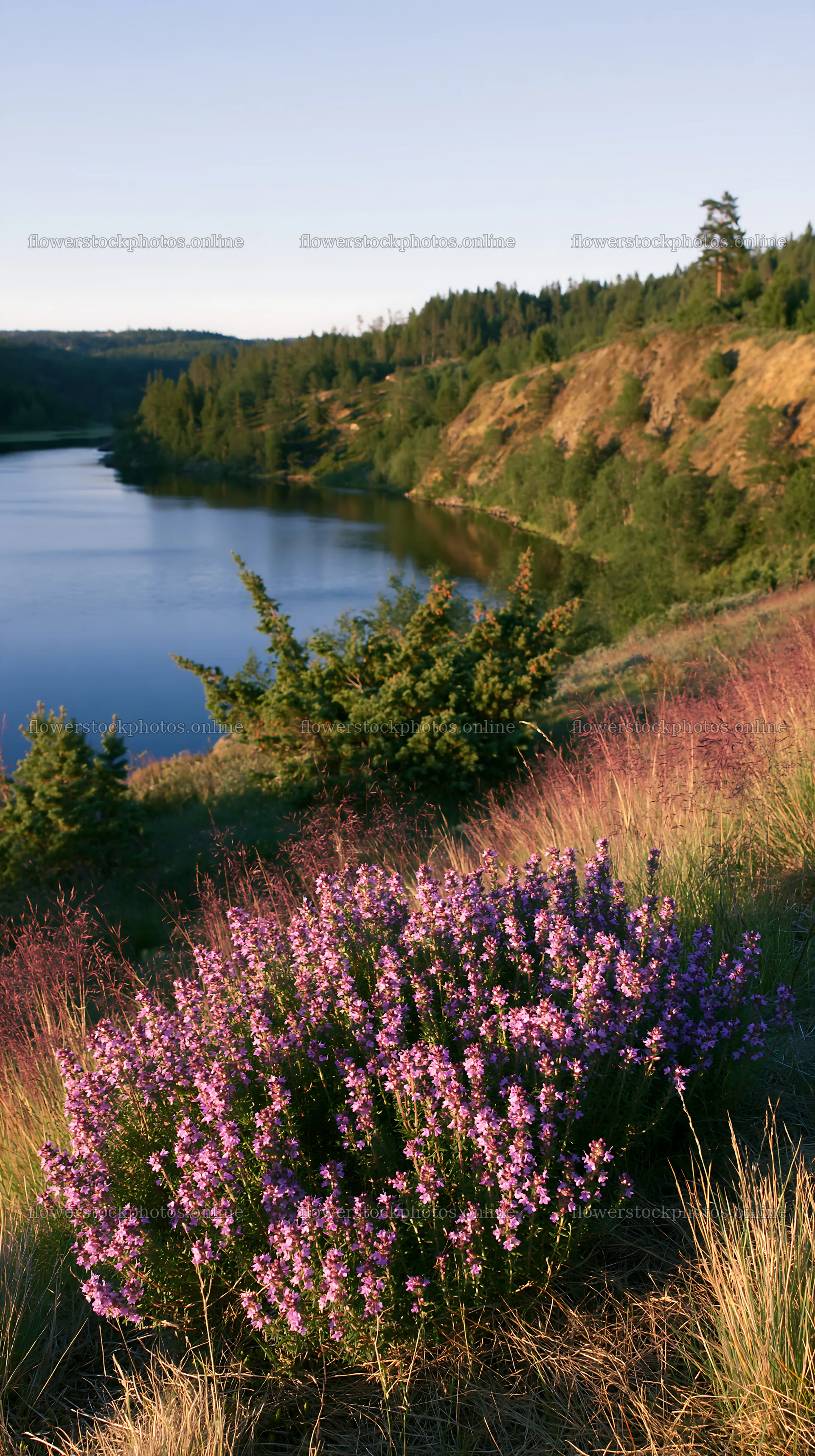 Celestial meadow lake with flowers and trees – flower stock photos 5938x10608