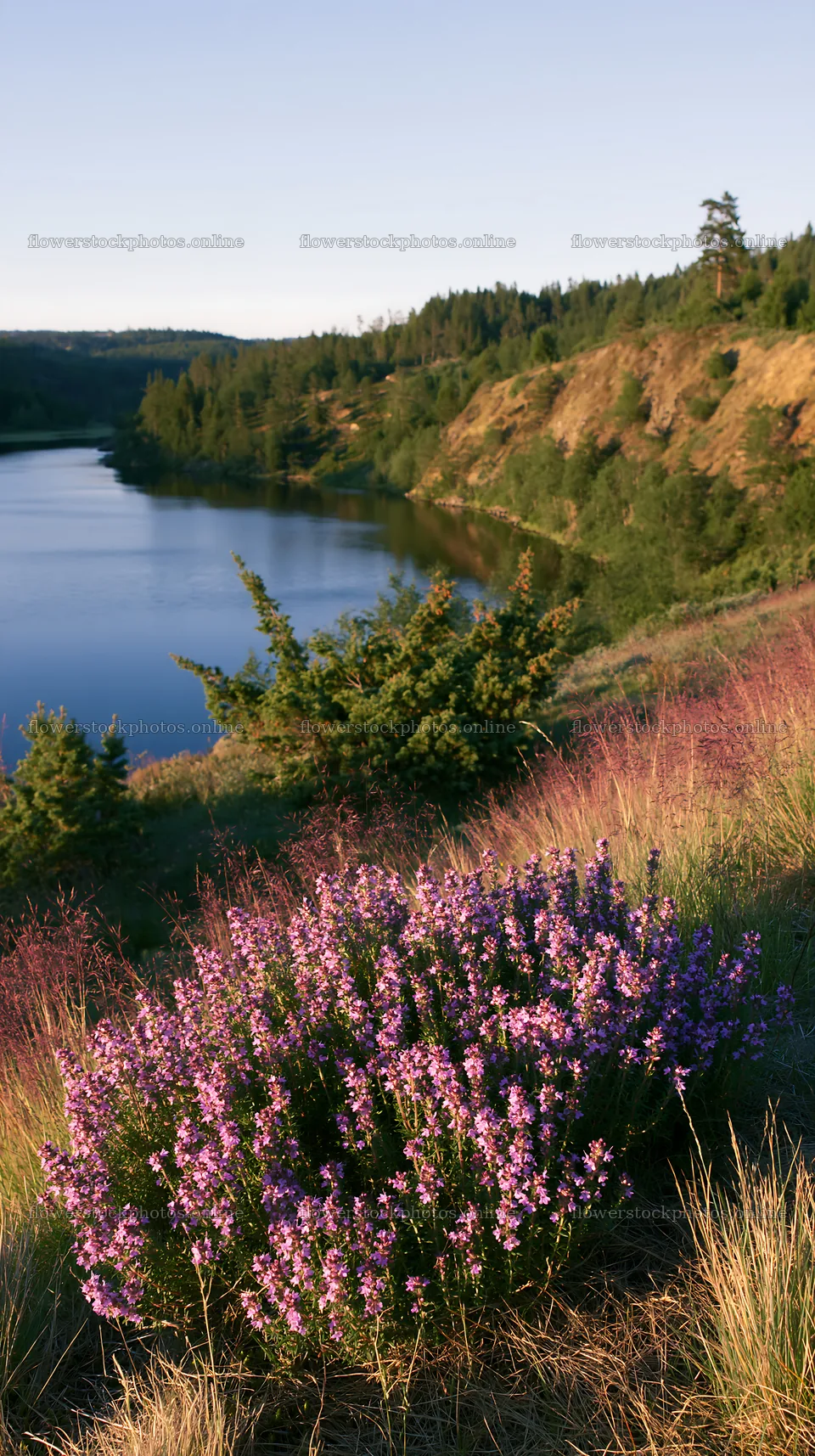 Celestial meadow lake with flowers and trees – flower stock photos 5938x10608