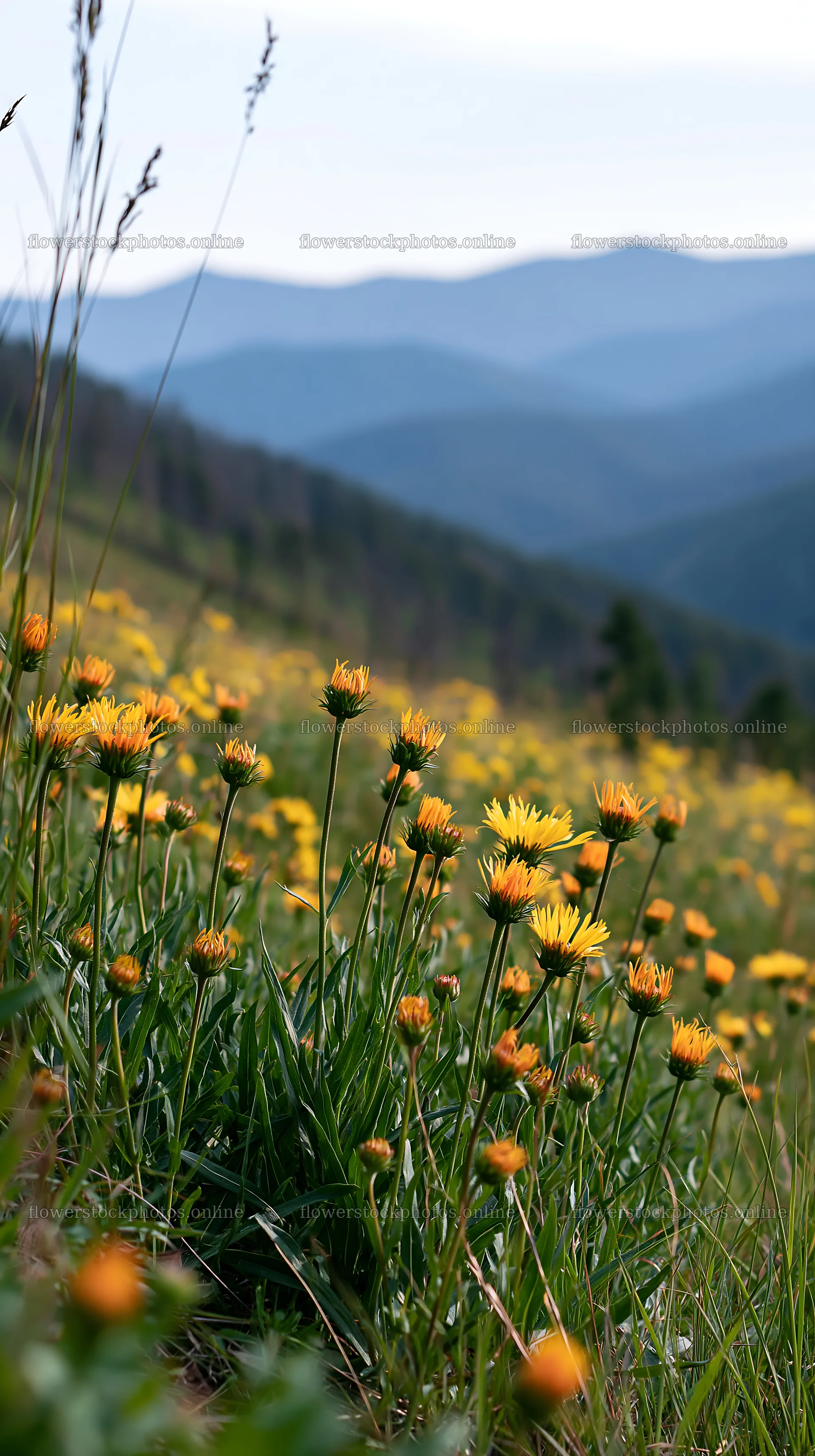 Yellow flowers in a spring meadow with distant mountains – flower stock photos 5938x10608