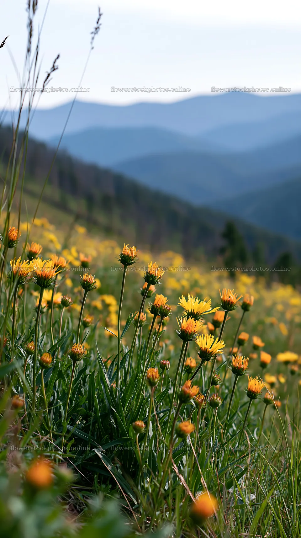 Yellow flowers in a spring meadow with distant mountains – flower stock photos 5938x10608