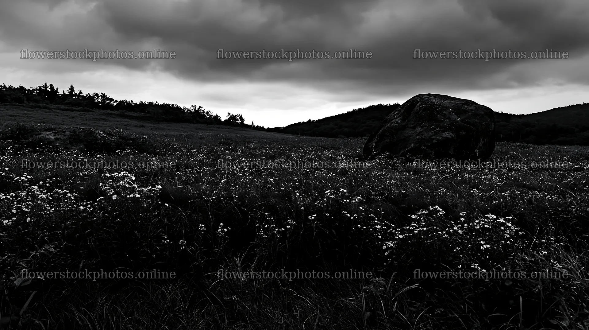 Aomori climate resilient meadow with boulder in a natural field – flower stock photos 10608x5938