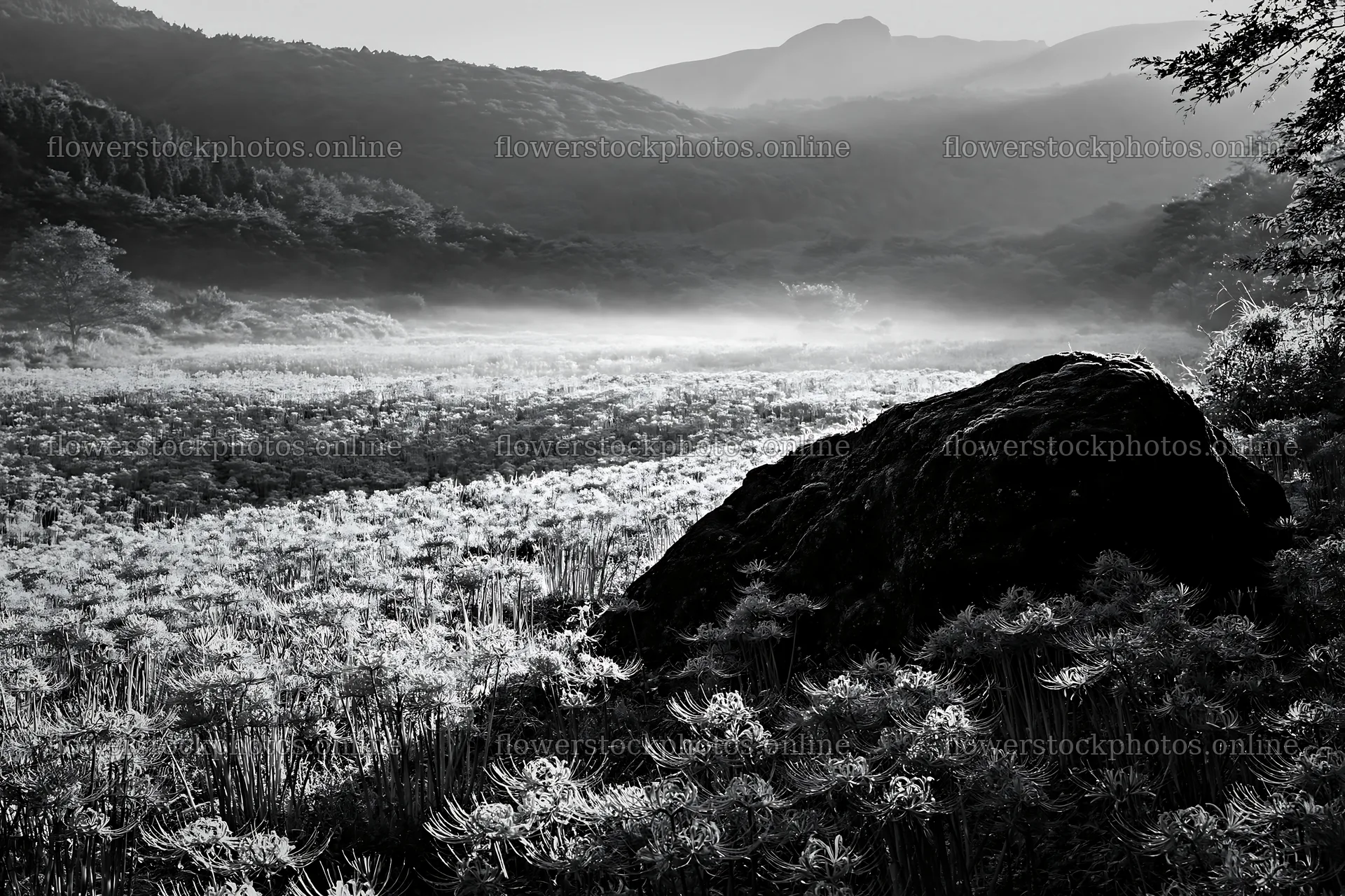 Shimane misty meadow moss covered stone in flower filled field – flower stock photos 9722x6480