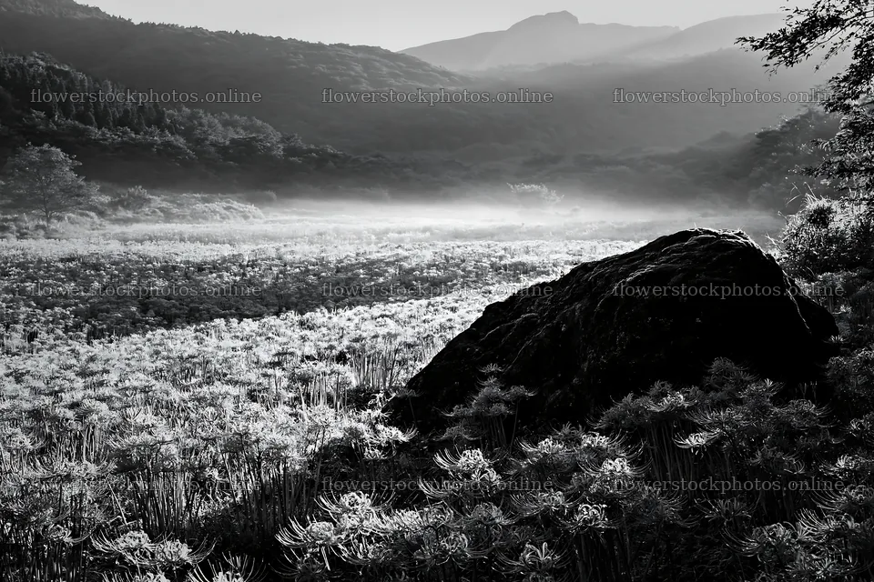 Shimane misty meadow moss covered stone in flower filled field – flower stock photos 9722x6480