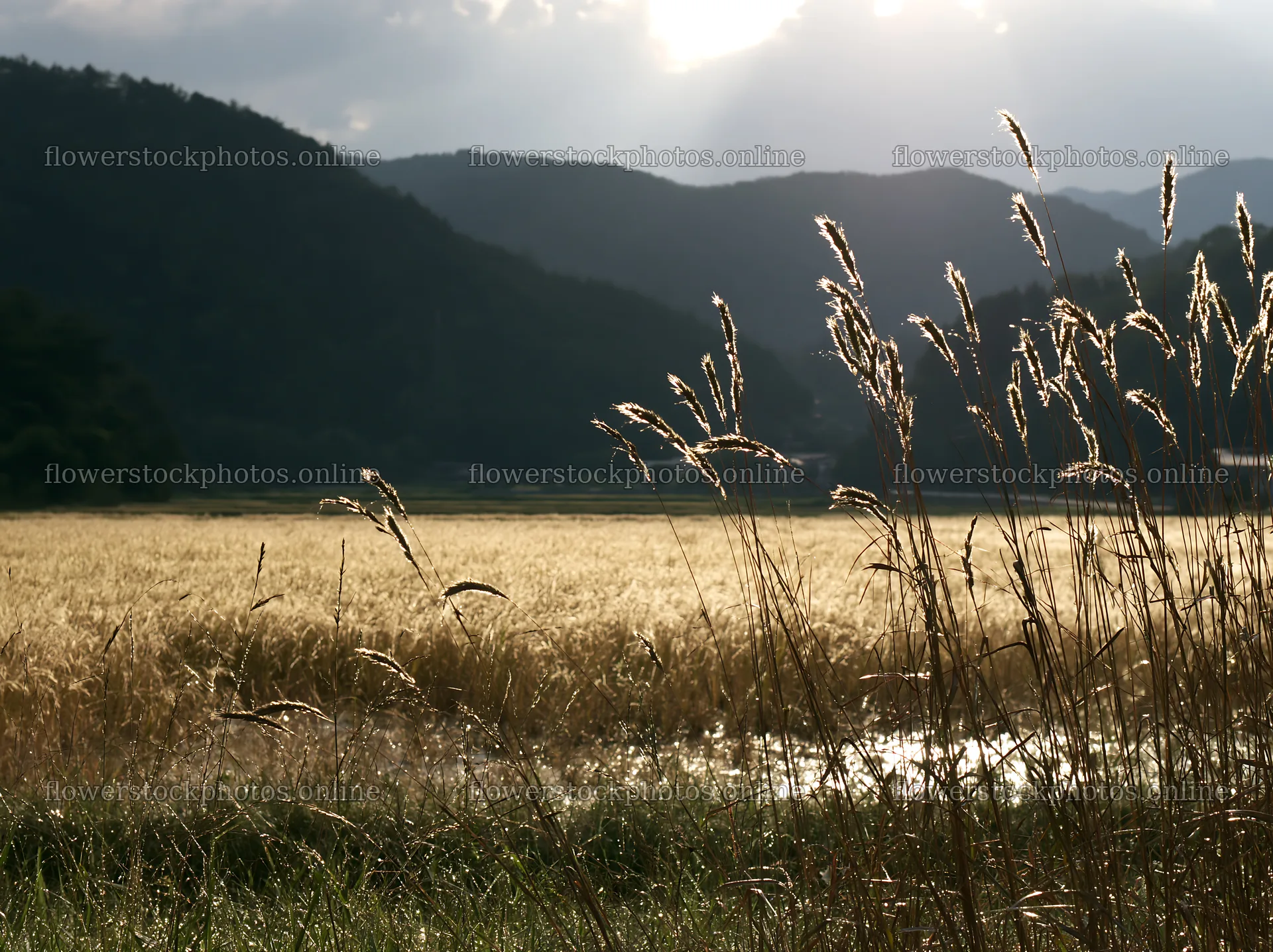 Okayama golden meadow with seedhead foreground at sunset – flower stock photos 9174x6866