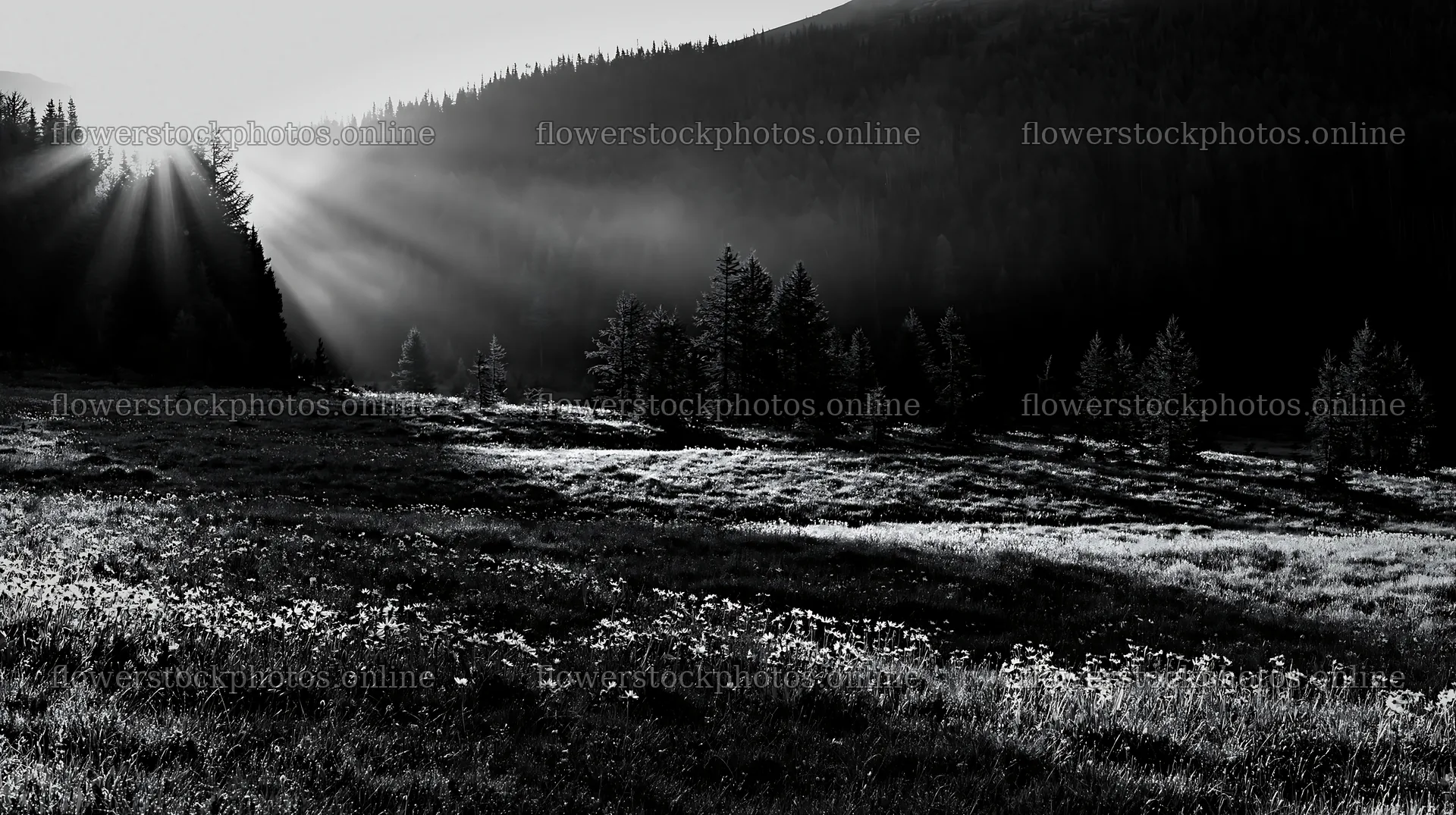 Sunshine rays through trees at Banff National Park – flower stock photos 10608x5938