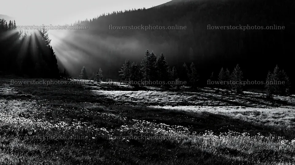 Sunshine rays through trees at Banff National Park – flower stock photos 10608x5938