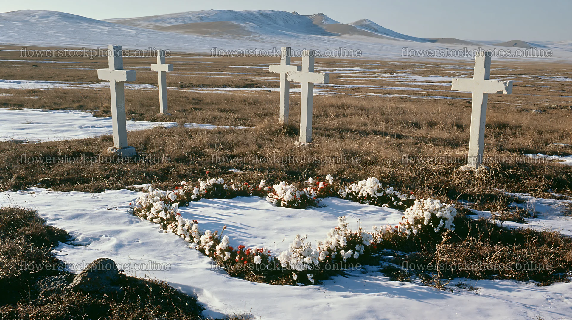 Multiple Christian crosses in snowy meadow – flower stock photos 10608x5938