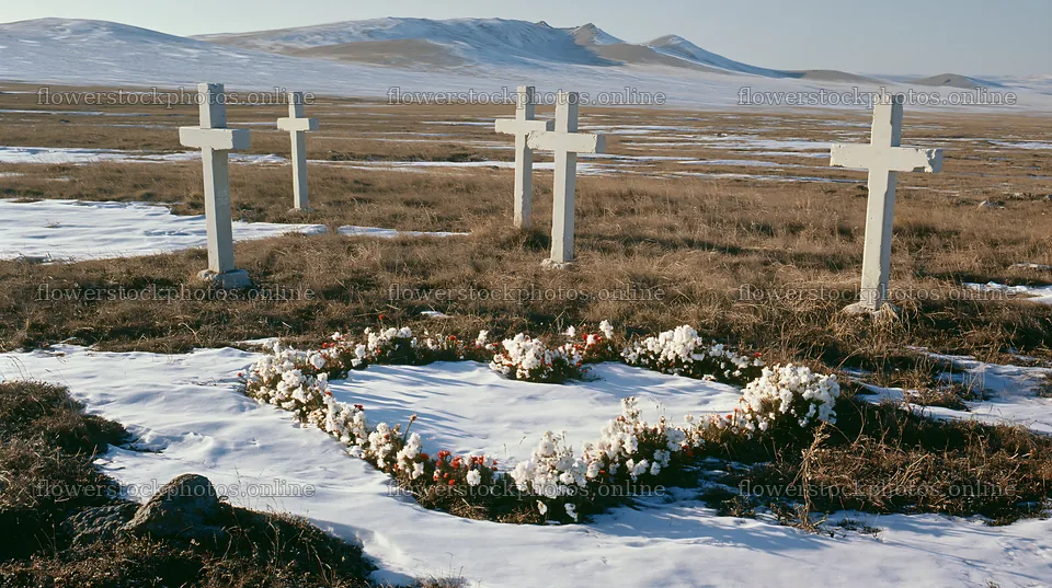Multiple Christian crosses in snowy meadow – flower stock photos 10608x5938