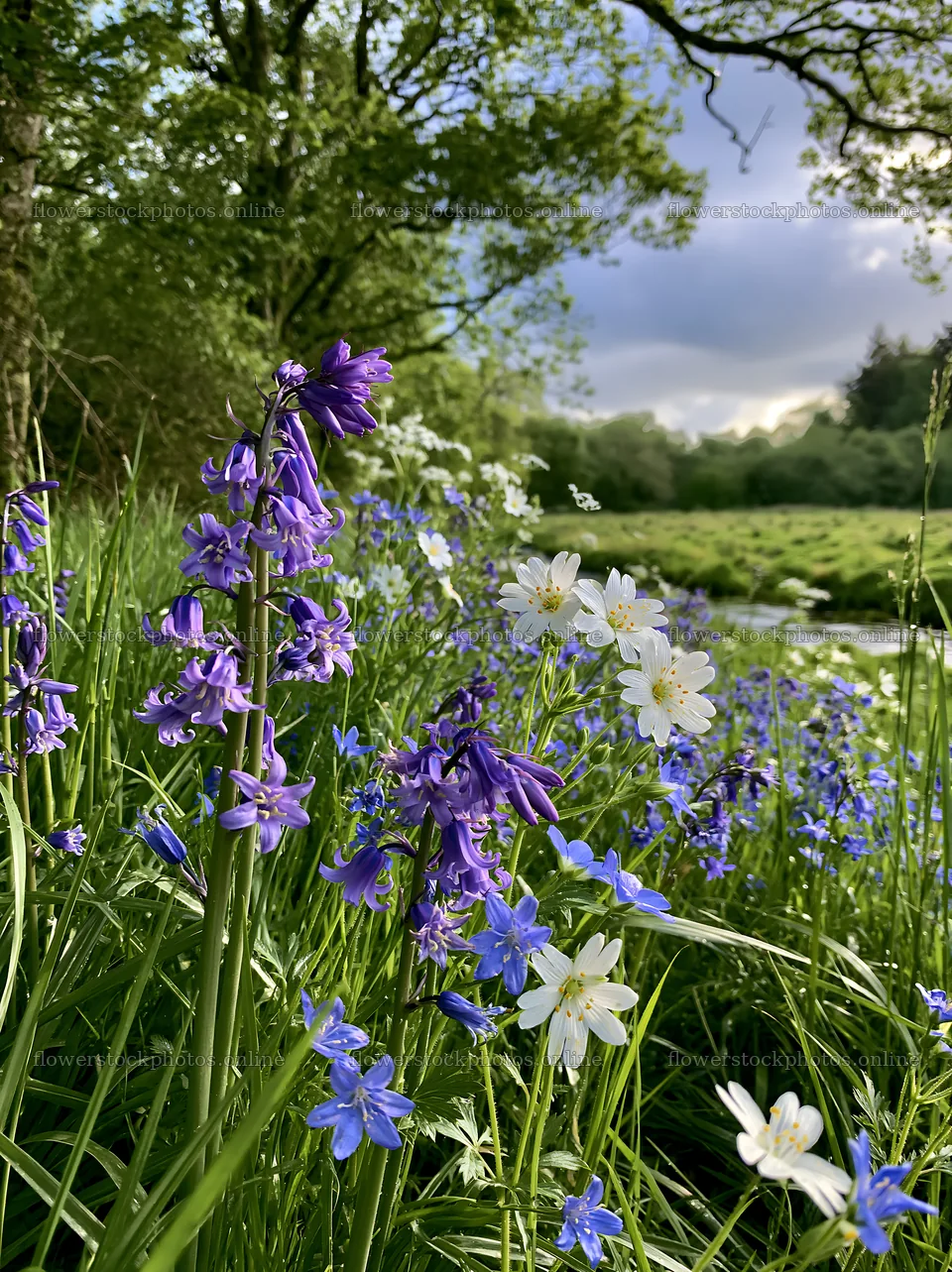 Woodland meadow flower border beside stream in spring – flower stock photos 6866x9174