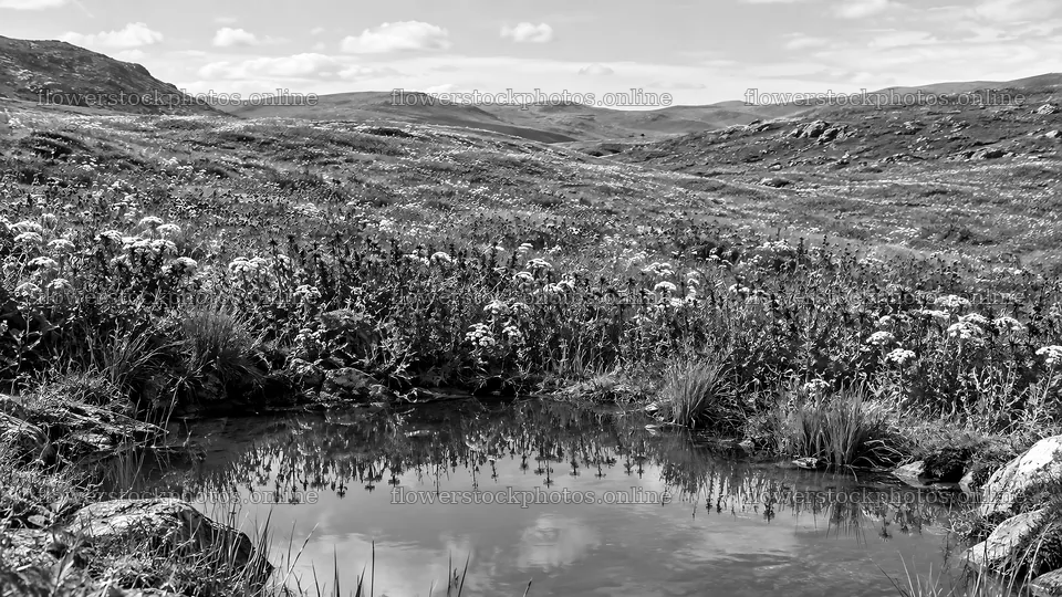 Black and White Hills with a Reflective Pool – flower stock photos 10324x5812