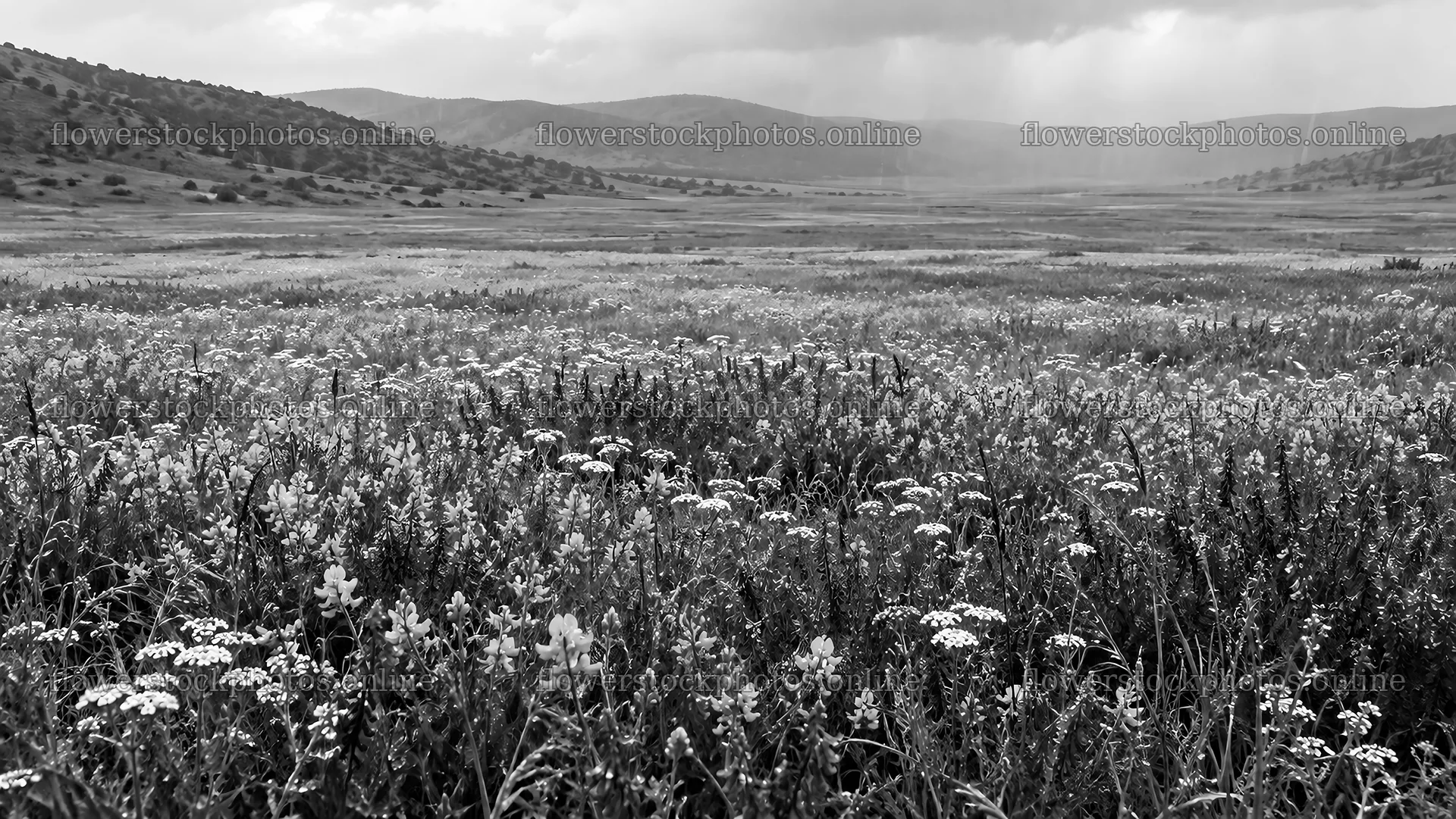 Wildflower Meadow Beneath Cloudy Hills – flower stock photos 10324x5812