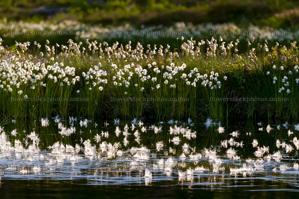 Cottongrass meadow glow near a calm water surface – flower stock photos 9722x6480