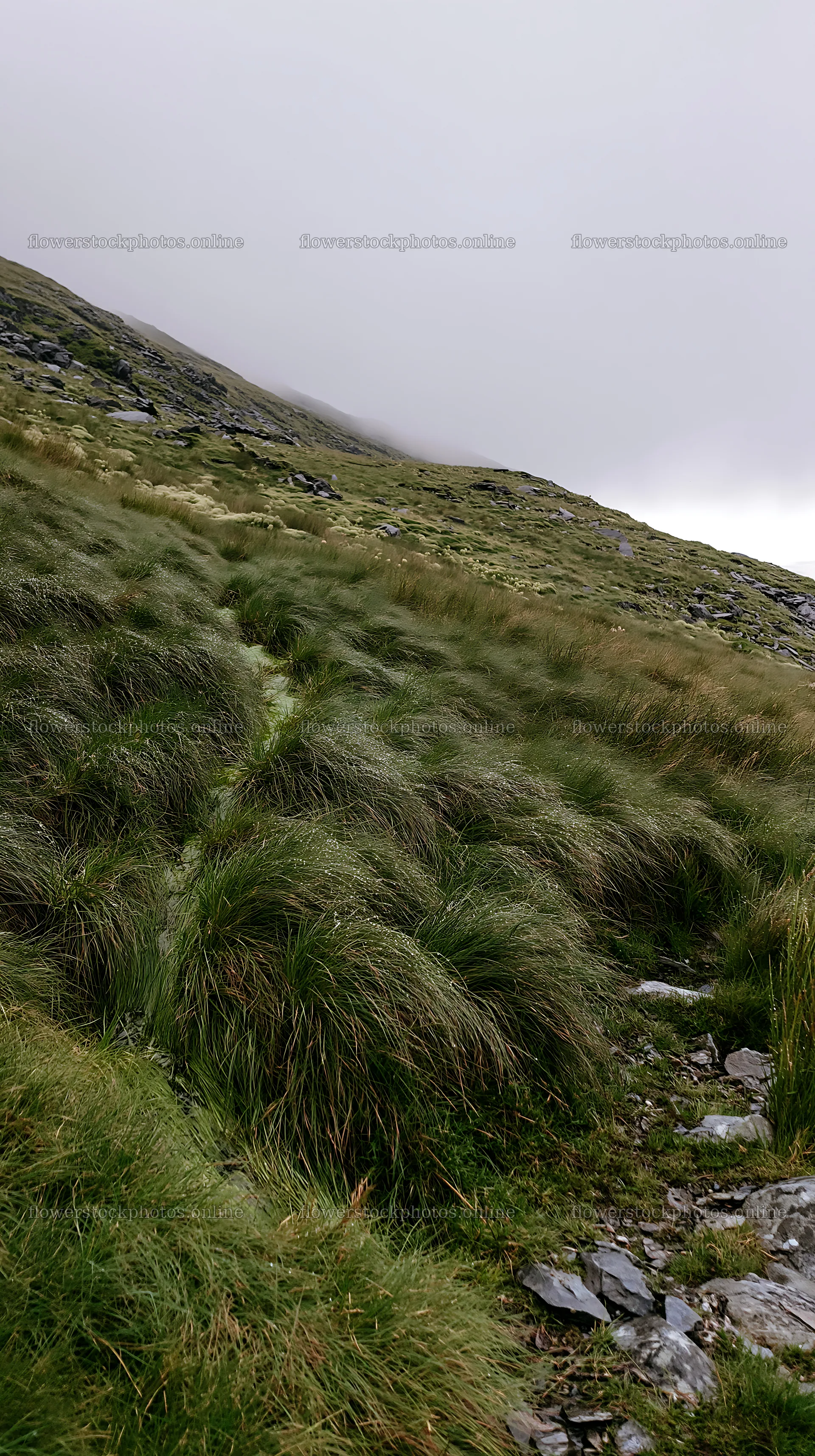 Climate-resilient meadow with grass in a mountainous area – flower stock photos 5938x10608
