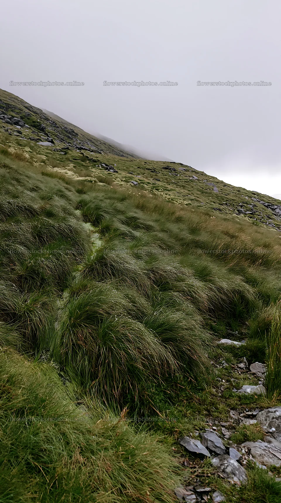 Climate-resilient meadow with grass in a mountainous area – flower stock photos 5938x10608