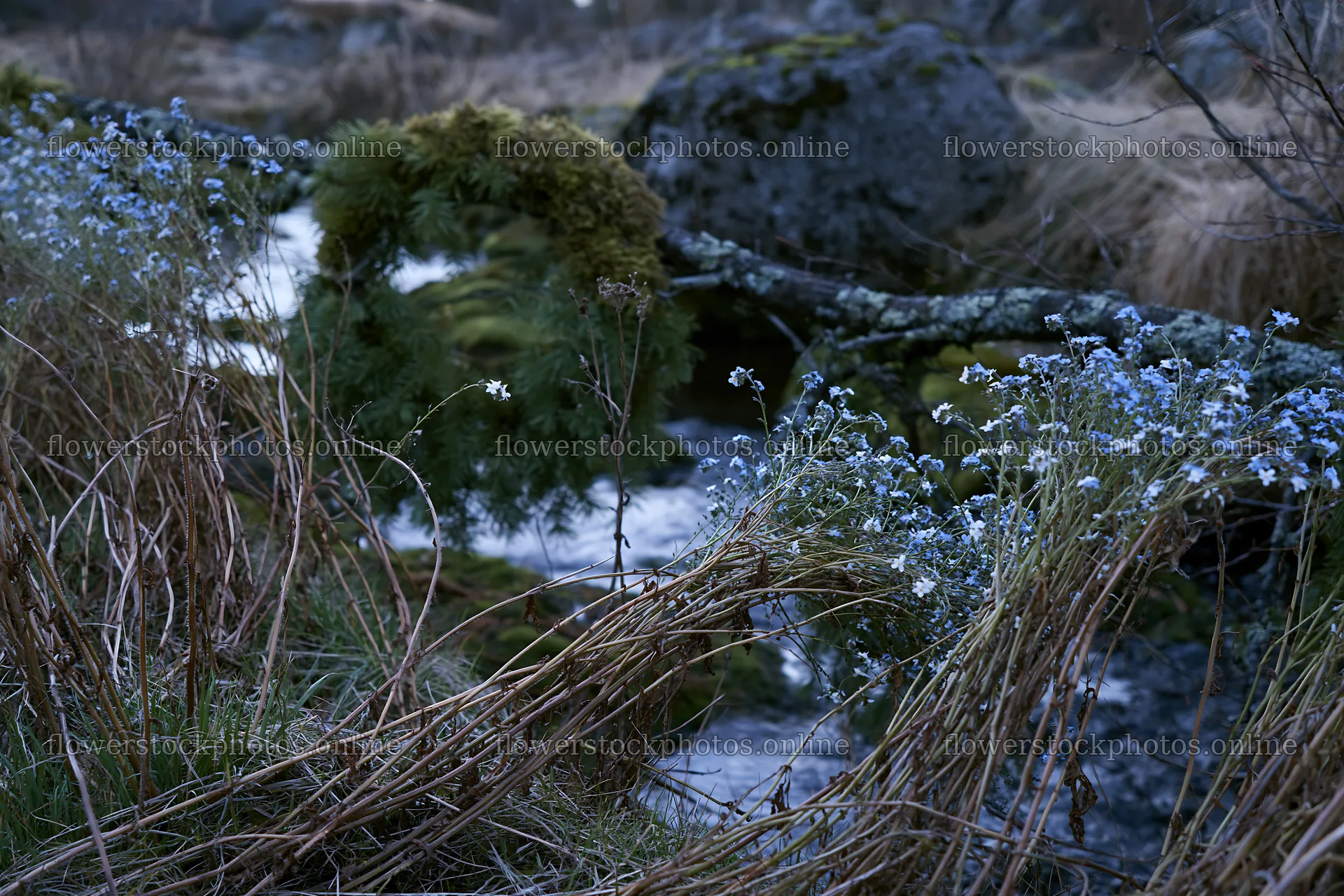 Christmas wreath beside stream in meadow with wildflowers – flower stock photos 9722x6480