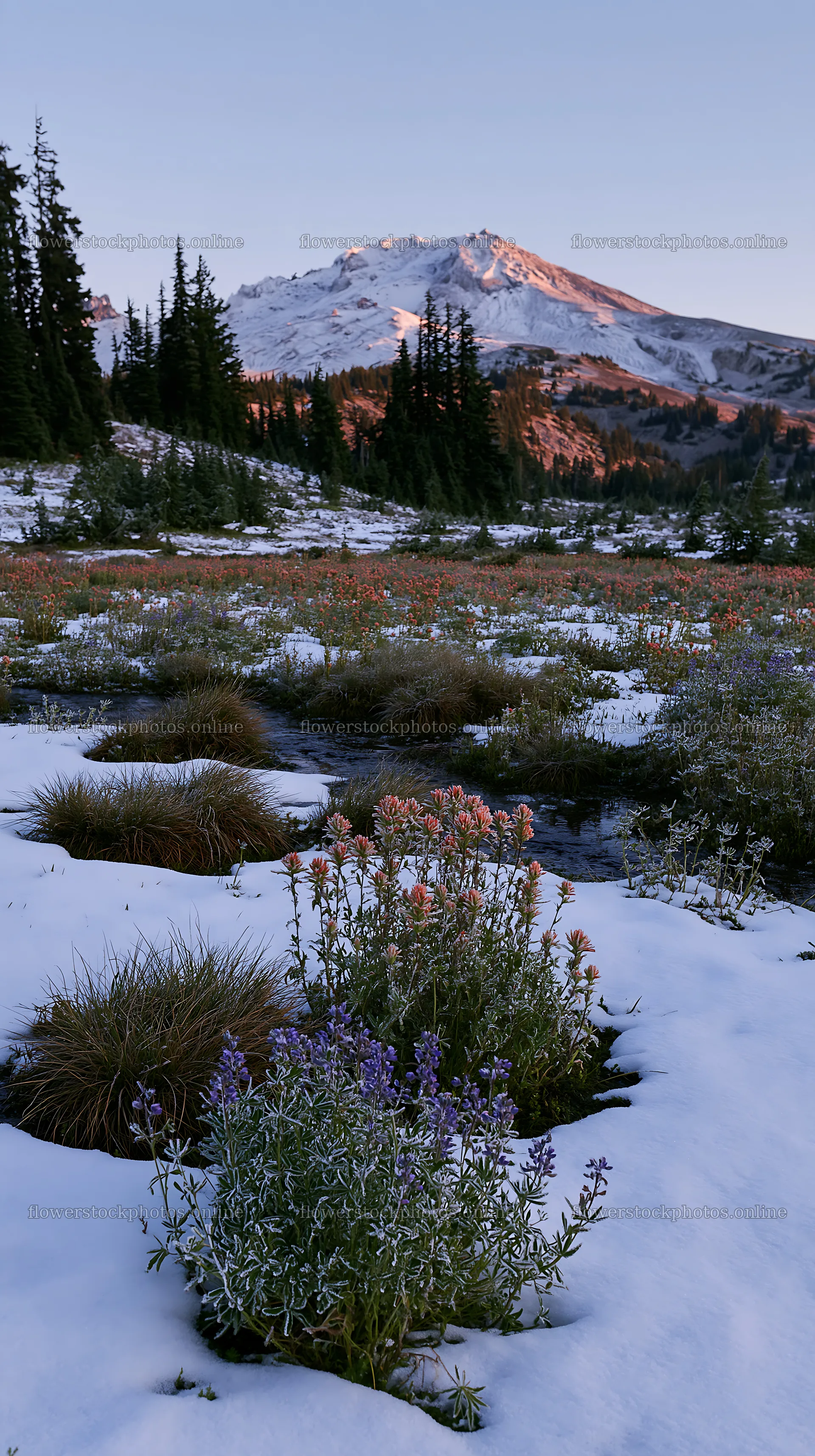 Snowbound meadow with wildflowers and mountains in background – flower stock photos 5938x10608