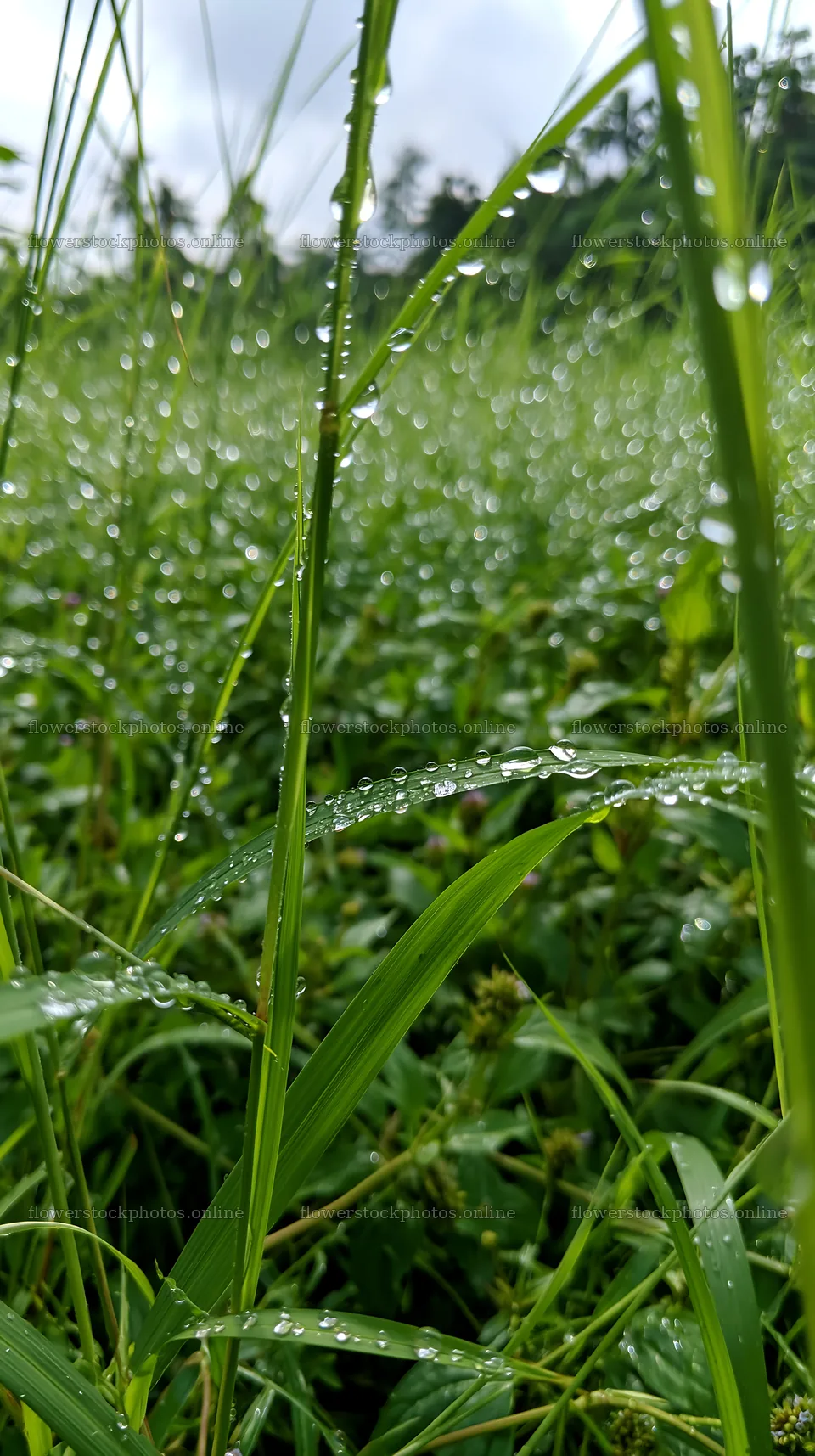 Kochi monsoon meadow rain beaded grasses – flower stock photos 5938x10608