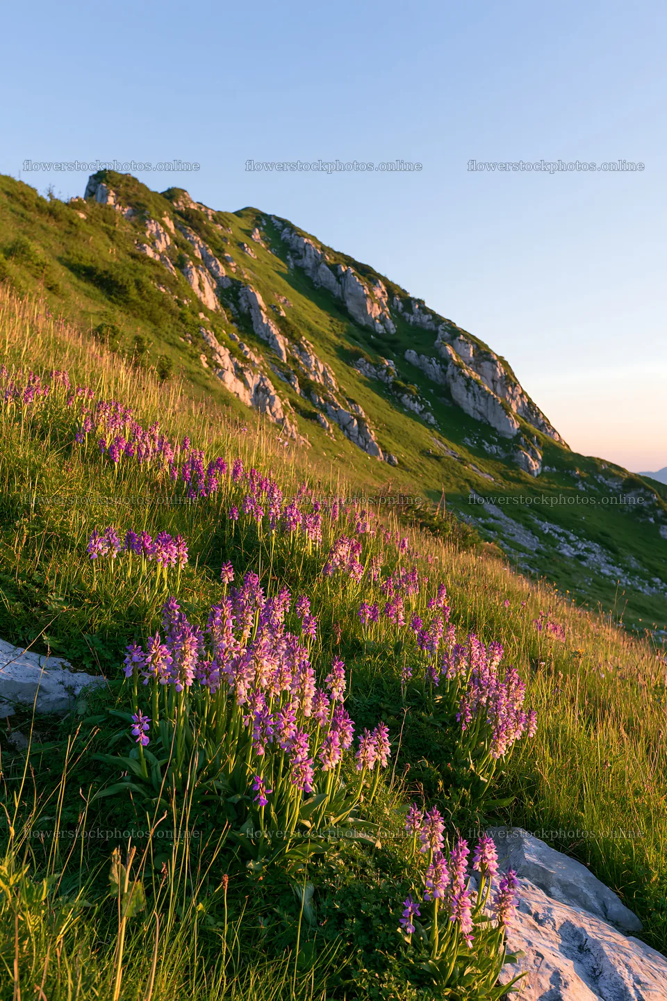 Wild orchid meadow with rocky hillside and evening light – flower stock photos 6480x9722